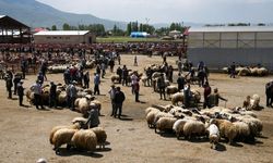 Vanlı besiciler zararda: maliyet yüksek, talep düşük
