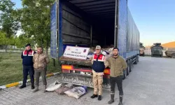 Van'da 19 ton ölü inci kefali ele geçirildi