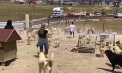 Van hayvan barınağında korkunç görüntüler