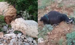 Sürünün üzerine yıldırım düştü: 8 koyun telef oldu