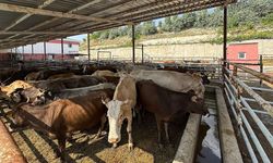 TDV, Van'da 6 bin 825 hisse kurbanlığın kesimine başladı