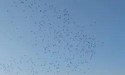 Sığırcık kuşlarının dansı mest etti