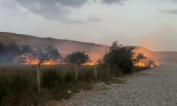 Van'da ağaçlık alanda yangın