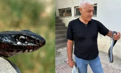 Tuvalete giren karayılan, yakalanarak doğal ortamına bırakıldı