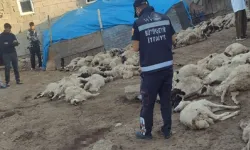 Van’da kurt saldırısı!