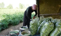 Vanlı kadınların zorlu 'fasulye' mesaisi