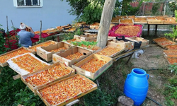 Van’da kayısı kurutma dönemi başladı