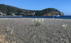 Bu çiçeği koparmak yasak! Cezası cep yakıyor