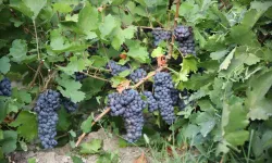 Van'ın tescilli üzümünde hasat mesaisi başladı