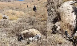 Van'da kurt saldırısı: Onlarca koyun telef oldu
