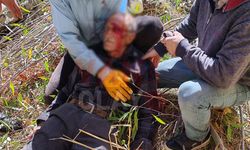 Van’da yaşlı adam kesilen ağacın altında kaldı!