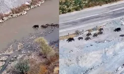 Yüksekova - Van kara yolunda domuz sürüsü görüntülendi