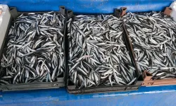 Van’da balık fiyatları değişti, Hamsinin fiyatı düştü!