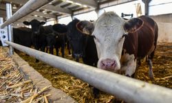 Düve Üretim Merkezi hayvancılığa büyük katkı sunacak