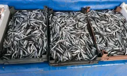 Van Balığı fiyat artışıyla dikkat çekti!