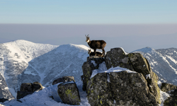 Çatak’ta dağ keçileri görüntülendi