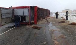 Devrilen tırdaki 10 küçükbaş hayvan telef oldu