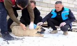 İpekyolu’nda sokak hayvanları için aşı çalışması yapıldı