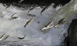 Van’da İnci Kefali için geri sayım: Av yasağı başlıyor