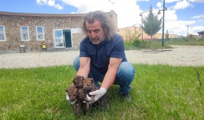 Van YYÜ Yaban Hayvanları Merkezi, yaban hayvanlarına kreş hizmeti sunuyor