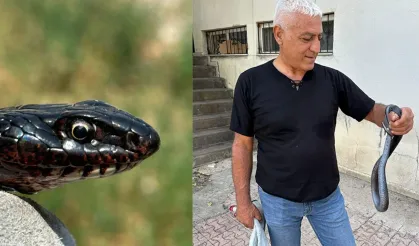 Tuvalete giren karayılan, yakalanarak doğal ortamına bırakıldı