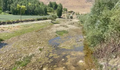 Siraz balığı yavruları tehlikede
