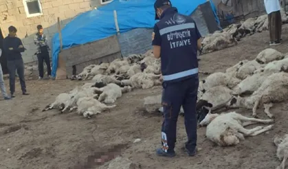 Van’da kurt saldırısı!