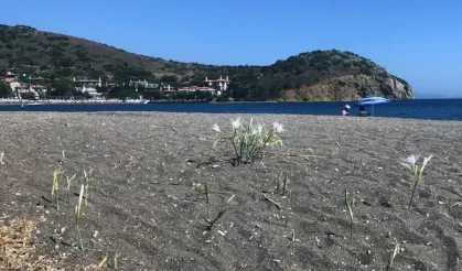 Bu çiçeği koparmak yasak! Cezası cep yakıyor