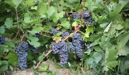 Van'ın tescilli üzümünde hasat mesaisi başladı