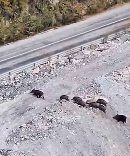 Yüksekova - Van kara yolunda domuz sürüsü görüntülendi