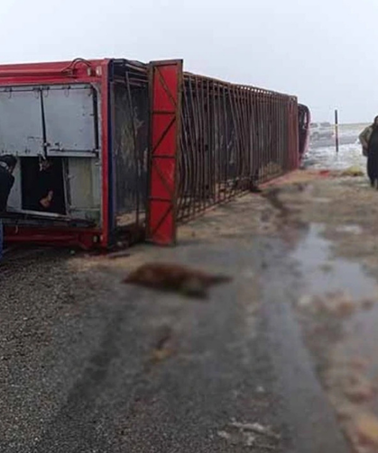 Devrilen tırdaki 10 küçükbaş hayvan telef oldu