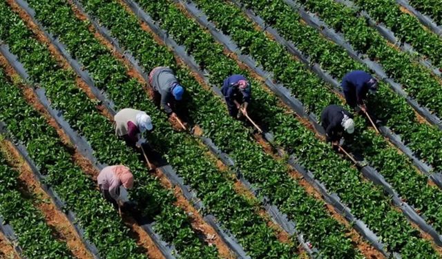 Çiftçilere destek ödemesi ne zaman yapılacak?