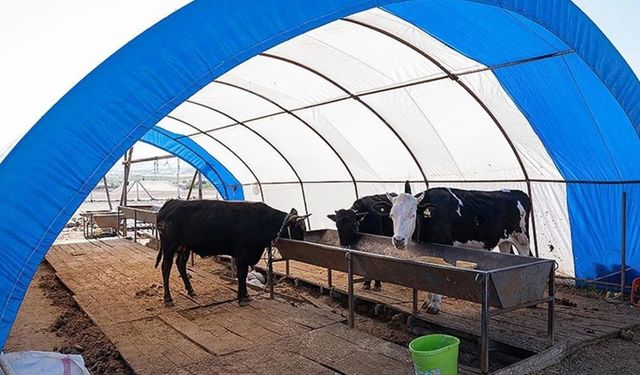Hayvan pazarındaki çadırlar toplanmaya başlandı