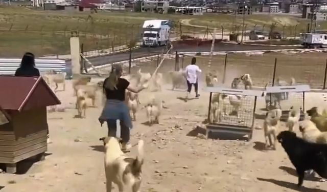Van hayvan barınağında korkunç görüntüler