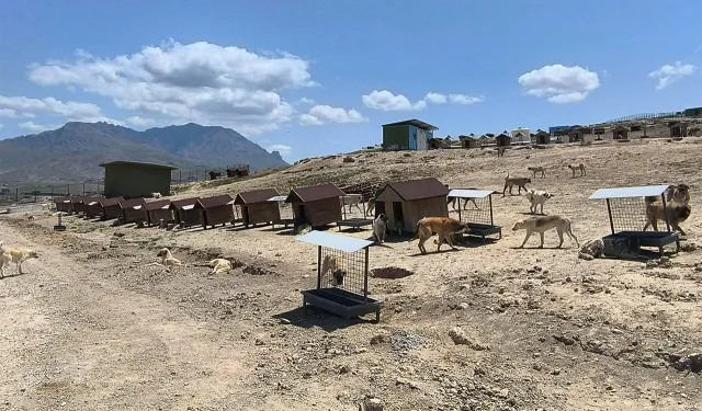 Van’da hayvan bakımları bayramda da devam etti