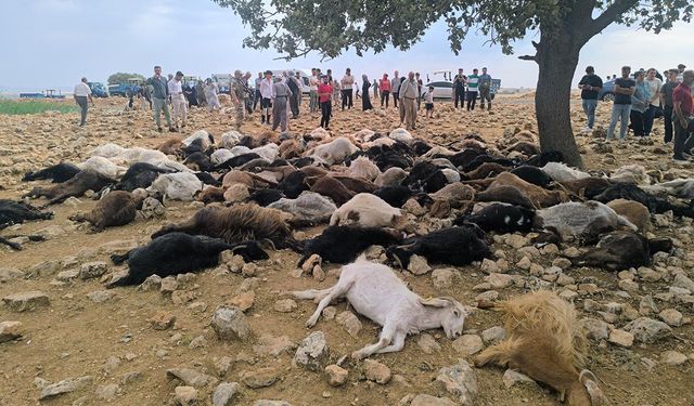 Şırnak'ta yıldırım düştü! 95 hayvan telef oldu