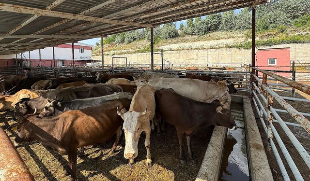 TDV, Van'da 6 bin 825 hisse kurbanlığın kesimine başladı