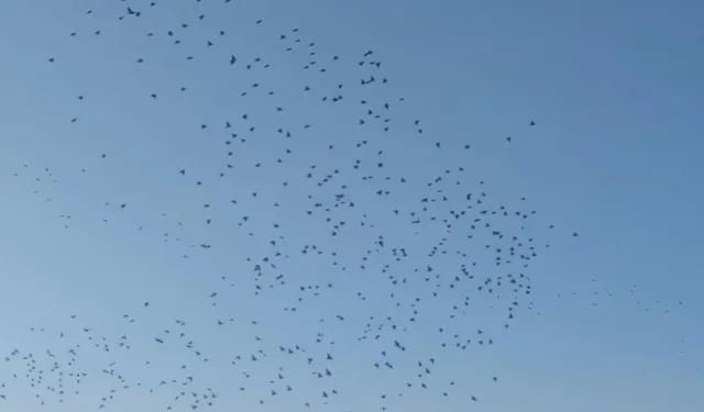 Sığırcık kuşlarının dansı mest etti