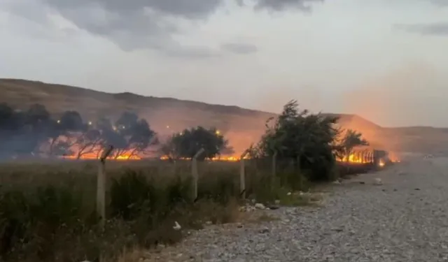 Van'da ağaçlık alanda yangın