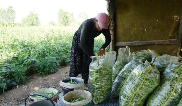 Vanlı kadınların zorlu 'fasulye' mesaisi