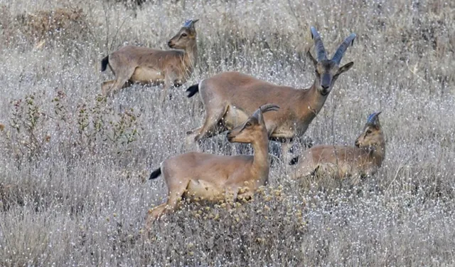 Hakkari'de koruma altındaki dağ keçileri görüntülendi