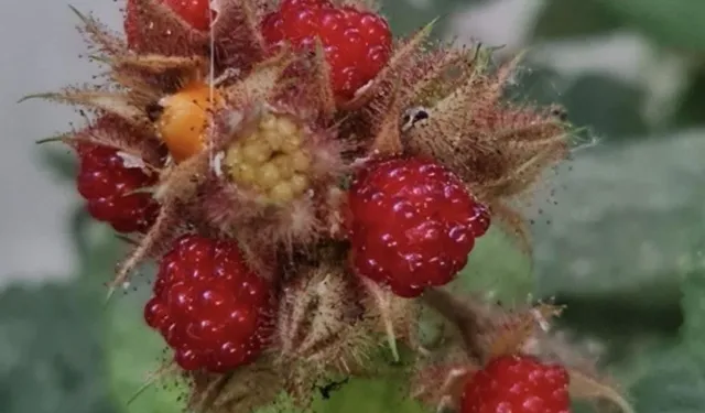 Van'da tropik meyve yetiştirildi