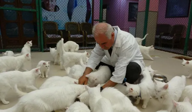 Van kedileri için ‘kırmızı alarm' kaldırıldı