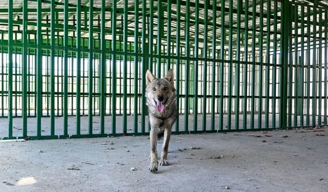 Van'da bir evde alıkonulan kurt koruma altında