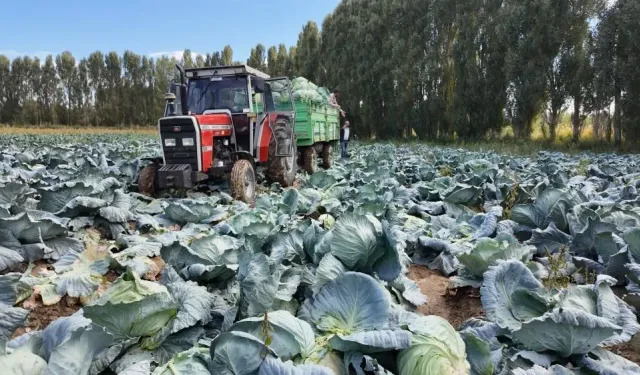 Erciş’in coğrafi tescil işaretli lahanasının hasadı başladı