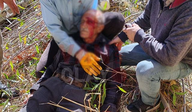 Van’da yaşlı adam kesilen ağacın altında kaldı!