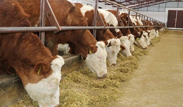 Van’da Düve Üretim Merkezi kuruldu