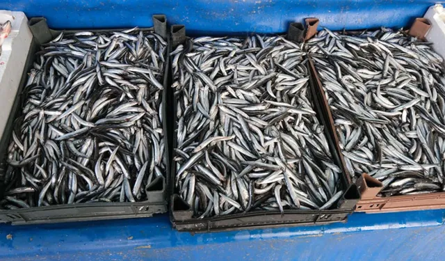 Van’da balık fiyatları değişti, Hamsinin fiyatı düştü!