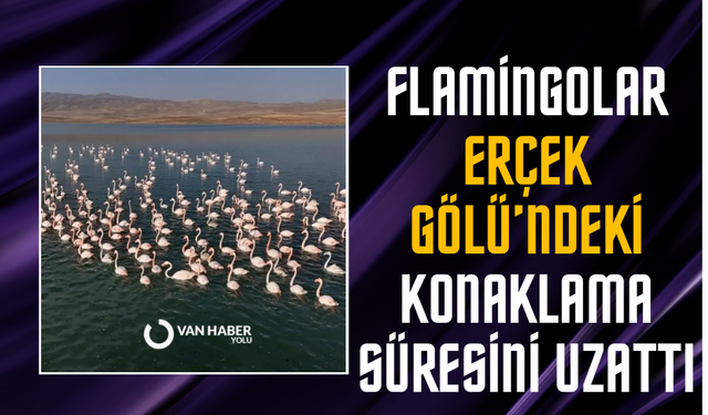 Flamingolar, Erçek Gölü’ndeki konaklama süresini uzattı