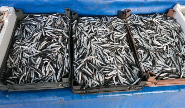 Van Balığı fiyat artışıyla dikkat çekti!